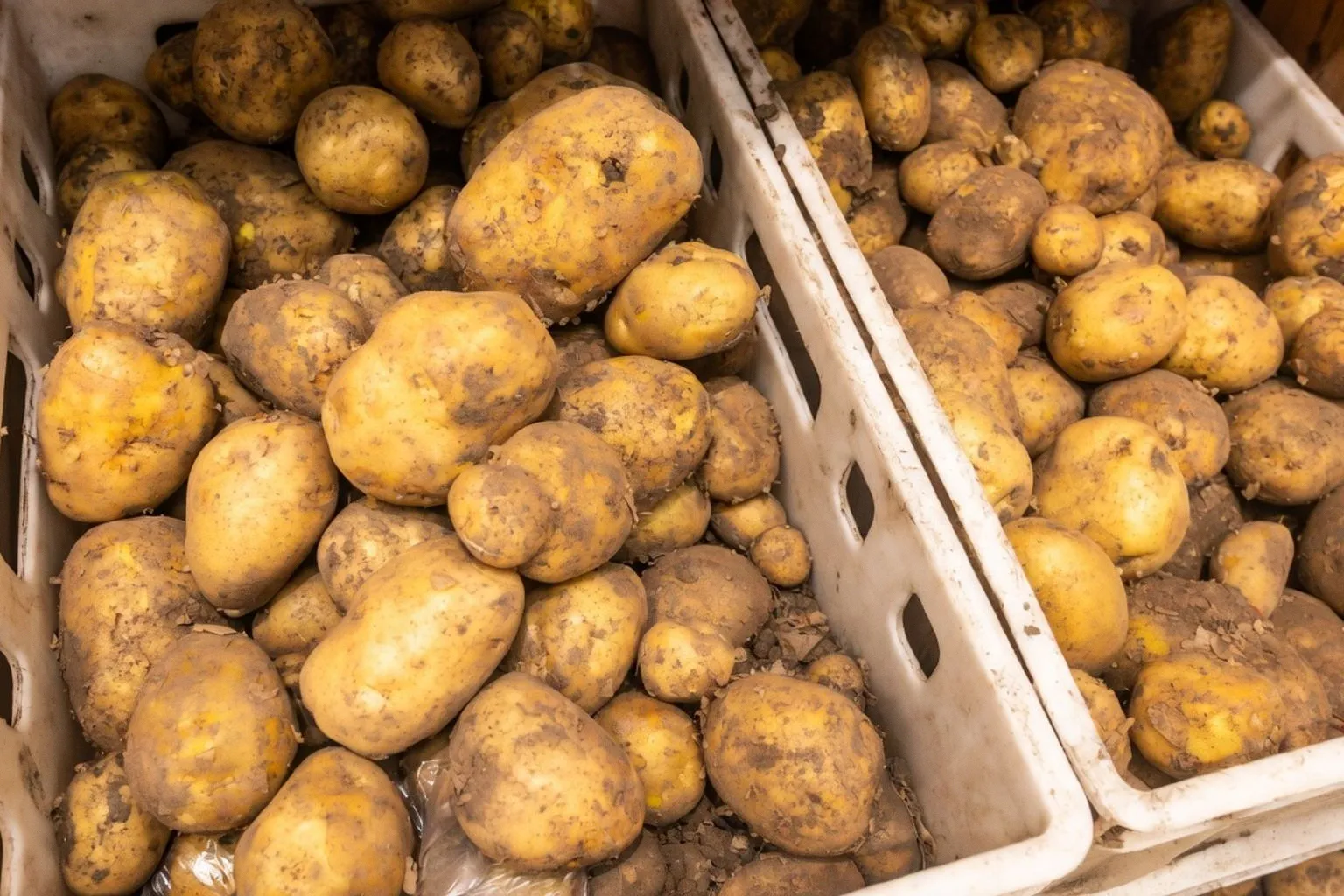 Bio-Saatgut: Die neue Positivliste der Landwirtschaftskammer für 2026