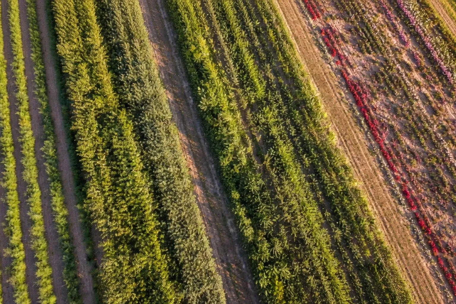 Biostimulanzien in der Landwirtschaft: Warum die Praxis hinter der Theorie zurückbleibt