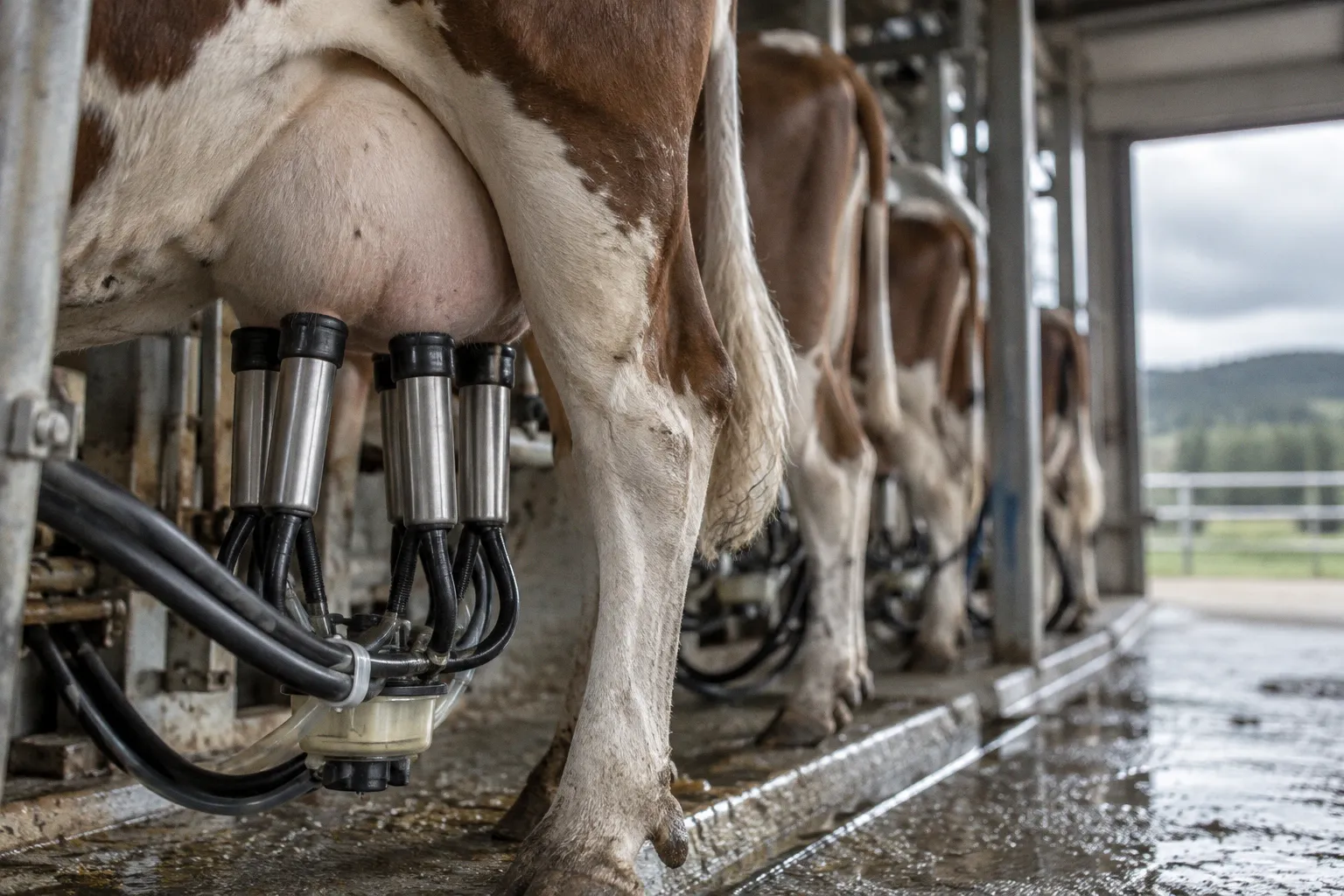 Landwirtschaft in Rohrbach: Wie Technik und Klimawandel die Milchproduktion prägen