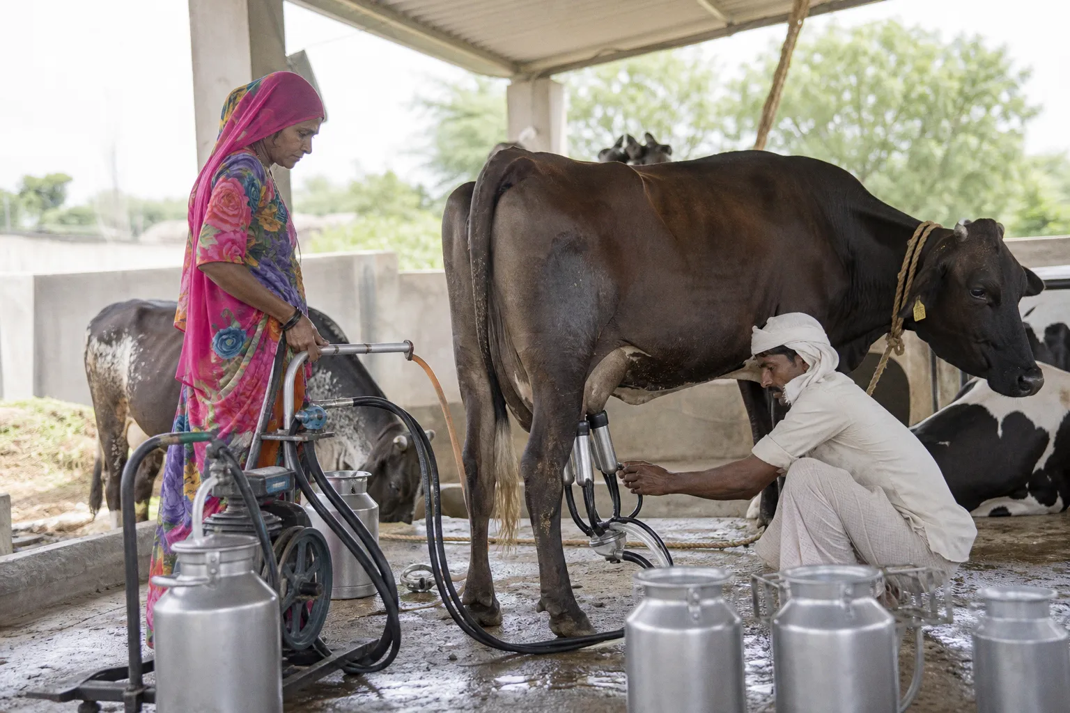 Milchwirtschaft und Fischerei als Motoren für Indiens ländliche Entwicklung