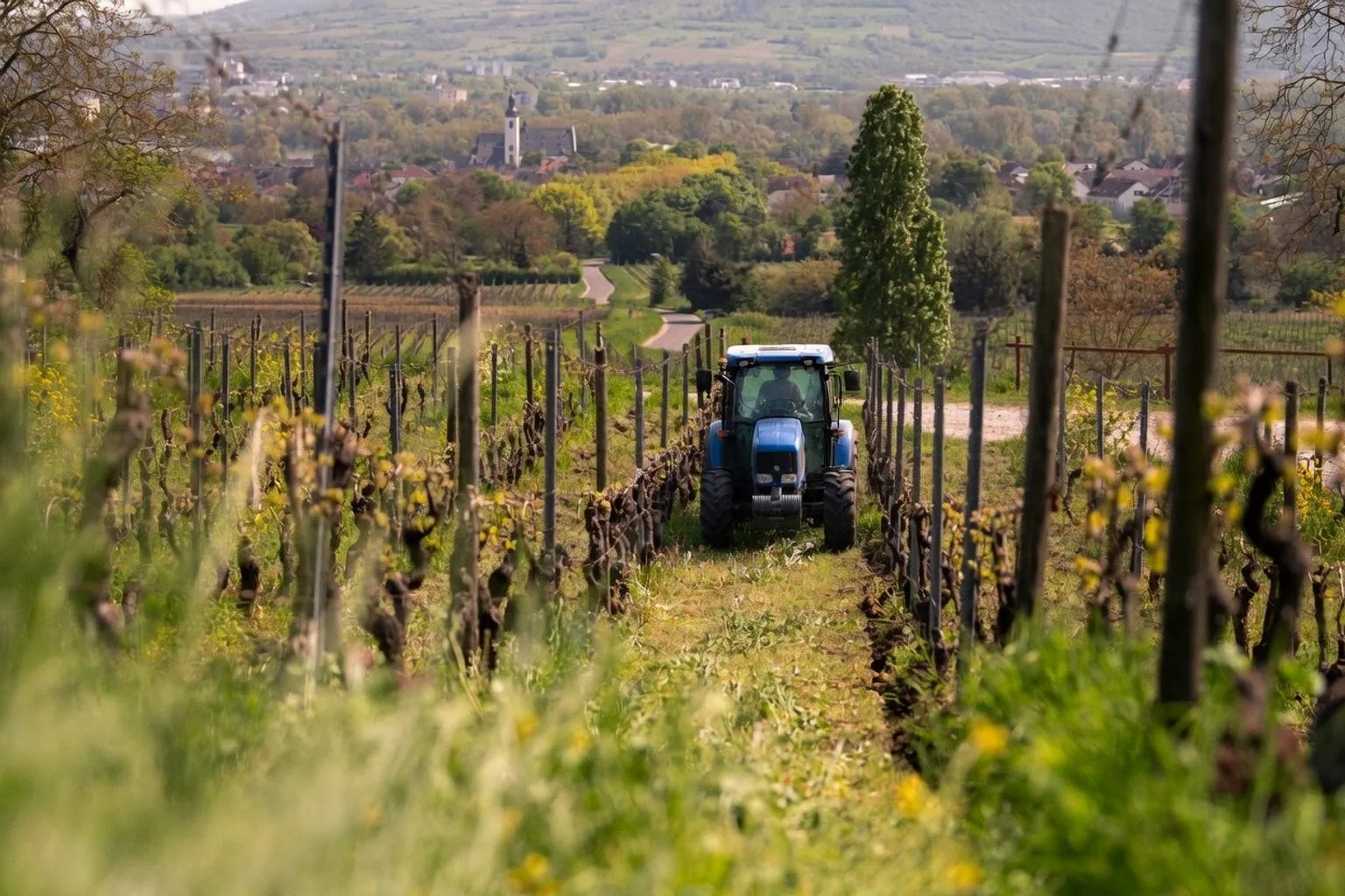 Nachhaltige Landwirtschaft: Wie Hessen Innovationen auf dem Bauernhof mit 6,6 Millionen Euro fördert