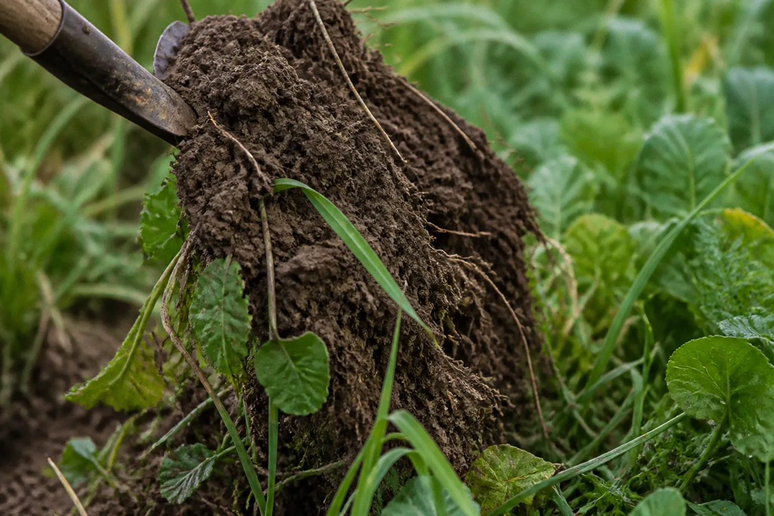 Regenerative Landwirtschaft: Was österreichische Bio-Betriebe von US-Farmen lernen können