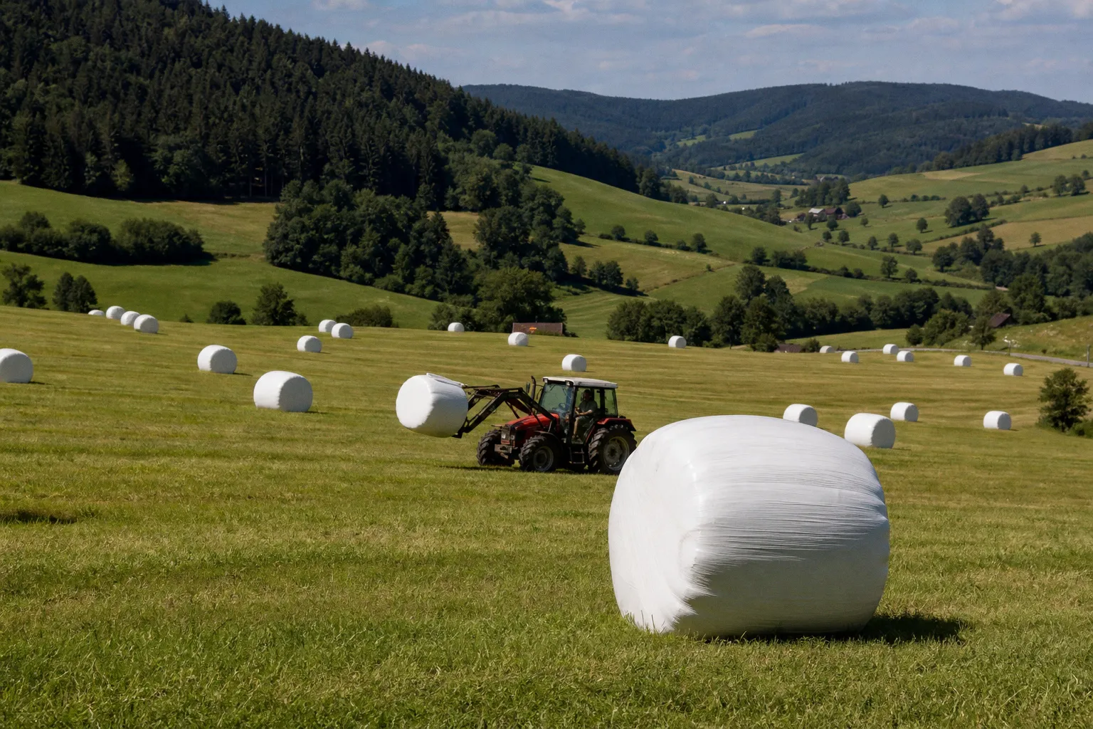 Warum samenfeste Sorten die Zukunft der ökologischen Landwirtschaft sichern