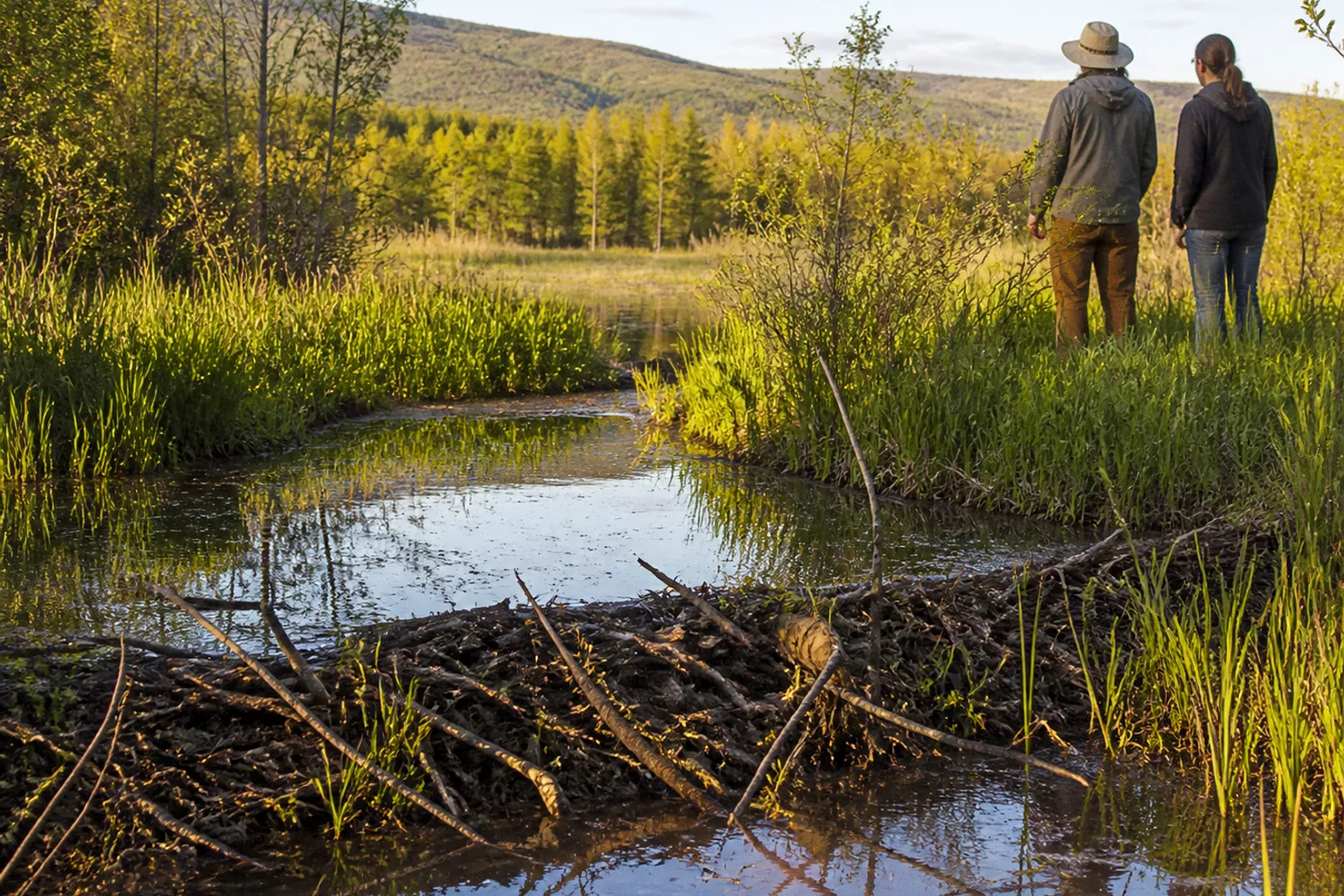 Wie Biber als natürliche Landschaftsarchitekten die regenerative Landwirtschaft revolutionieren